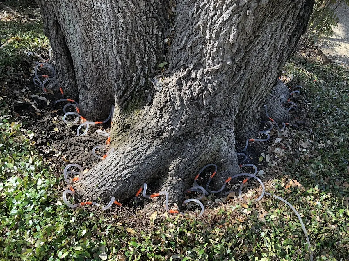 Detailed Tree Cabling and Bracing job site in Point Reyes Station