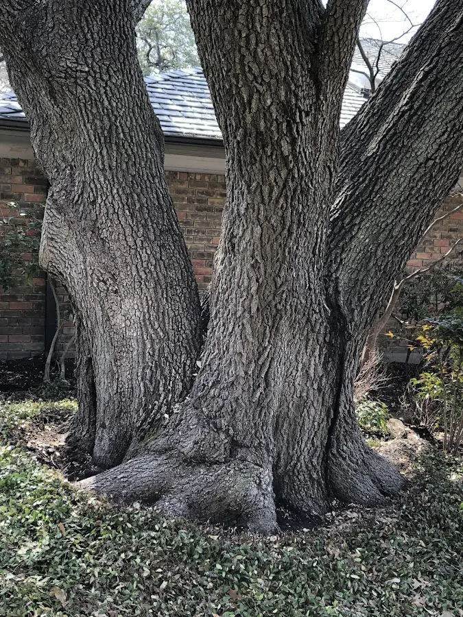 Mature heritage tree close to a Point Reyes Station property cared for by certified arborists
